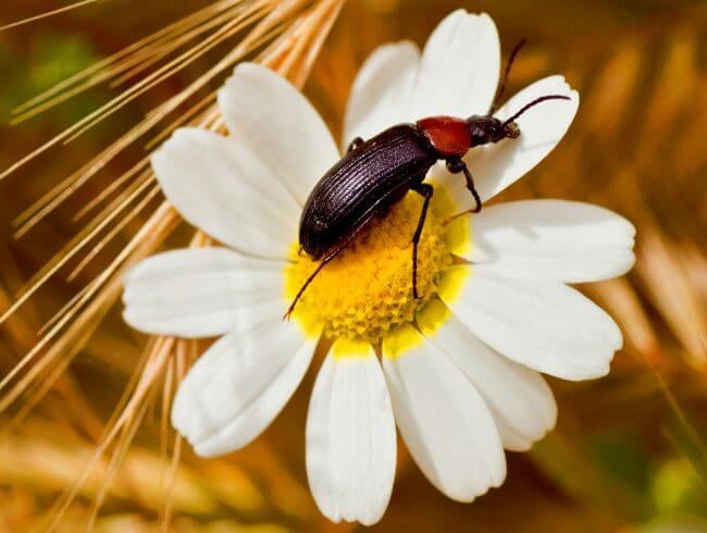 mt-1925-ants-gallery-2.jpg