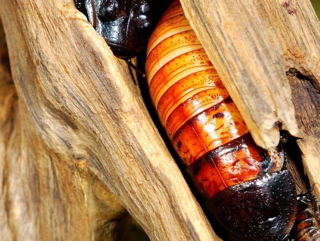 mt-1925-ants-gallery-5.jpg