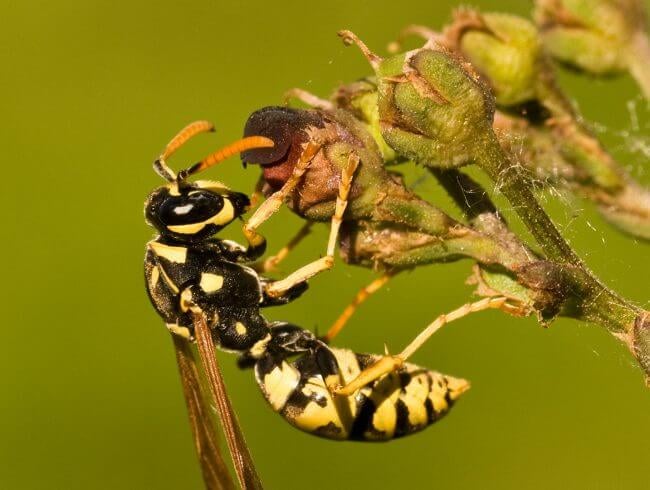 mt-1925-ants-gallery-6.jpg