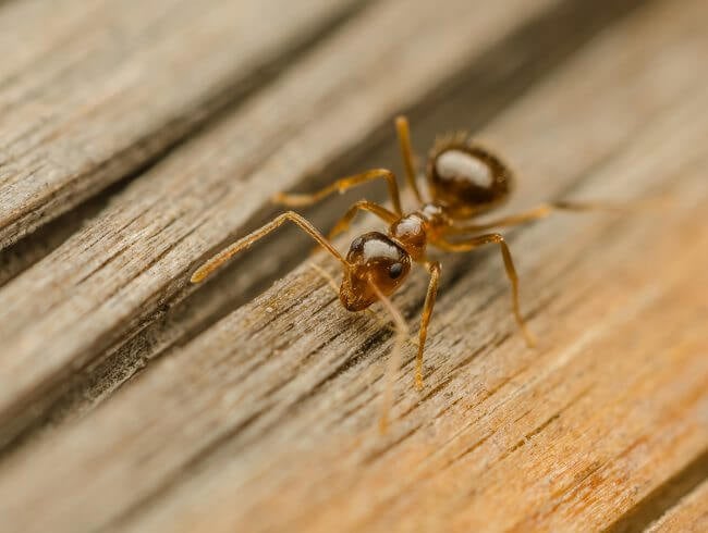 mt-1925-ants-gallery-8.jpg
